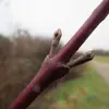 Les **bourgeons** du cornouiller sont **opposés** et appliqués contre le rameau, facilitant son identification.