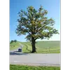 Moins exigeant que le Chêne pédonculé, le Chêne sessile **supporte un sol plus sec, pauvre et moins profond**. Il s'adapte ainsi à des peuplements plus denses.