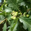 Contrairement au Chêne pédonculé, les glands du Chêne sessile sont amassés en grappes et fixés directement sur le rameau, sans tige (pédoncule). **On dit qu’ils sont assis, ce qui se dit 'sessile' en latin**.
