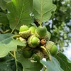 Le Chêne est un habitat&nbsp;écologique remarquable qui profite à **plus de 400 espèces** ! Selon les scientifiques, aucun autre arbre sauvage n’abrite autant d’espèces d’insectes. C'est aussi un abris pour beaucoup d’oiseaux et de petits mammifères, comme les chauves-souris.