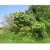 En **phytothérapie**, le cornouiller sanguin est connu pour ses **propriétés médicinales**, notamment ses fruits fébrifuges.