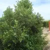 **Laurus nobilis**, communément appelé **laurier-sauce**, est un **petit arbre dense** atteignant une hauteur de **2 à 6 mètres dans les jardins et espaces verts**, et jusqu'à **15 mètres** dans des environnements plus naturels et jusqu'à **20 mètres** dans des conditions idéales.