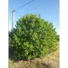 L'arbre a une **tige droite** et un tronc de couleur **grise** à la base, devenant plus vert vers le haut.