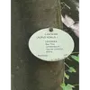 L'**écorce** du laurier-sauce est généralement **grise**, caractéristique de cet arbre, ce qui le distingue des autres espèces de la même famille.