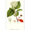Les **feuilles** du cornouiller sanguin sont **simples, opposées et caduques**, ce qui signifie qu'elles tombent à la fin de la saison de croissance.