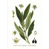 Les **feuilles** de **Laurus nobilis** sont **persistantes**, ce qui signifie qu'elles restent sur l'arbre toute l'année.