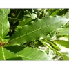 Le **bord des feuilles est ondulé**, et elles dégagent une **odeur aromatique** lorsqu'elles sont écrasées, caractéristique clé pour l'identification.