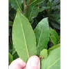 La face supérieure des feuilles est **vert foncé**, tandis que la face inférieure est plus claire.