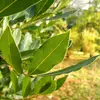 Ce contraste de couleurs est typique de nombreuses plantes à feuilles persistantes.