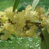 Les **fleurs** du laurier-sauce sont **jaunes** ou **blanchâtres** et apparaissent **à la base des feuilles** au printemps, généralement de **mars à avril**.