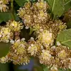 Le laurier-sauce est une plante **dioïque**, avec des **fleurs mâles et femelles** sur des arbres séparés.