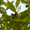 Les **fruits** du laurier-sauce sont des **drupes ovoïdes** qui sont **vertes au début** et deviennent **noir violacé** à maturité, généralement de **septembre à octobre**.