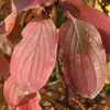 En été, les feuilles sont **vertes**, mais deviennent **pourpre** ou **rouge sang** à l'automne, accentuant l'attrait visuel de cet arbuste.