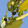 Les fruits contiennent une seule graine et mesurent environ **10 à 15 millimètres**.