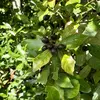 Ils sont appréciés par les oiseaux, qui contribuent à la **dispersion des graines**.