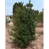 Aujourd'hui, **Laurus nobilis** est également cultivé le long de la **façade atlantique**, de la **Bretagne à l'Algarve**, ainsi que dans des régions au climat tempéré comme l'**Italie**, jusqu'aux **Alpes**, et sur la **côte méditerranéenne française**.
