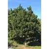 En raison de sa tolérance aux climats tempérés, on le retrouve aussi dans des jardins et espaces verts sous des climats doux.