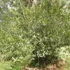 Le laurier-sauce est une plante à **feuillage persistant** appartenant à la famille des **Lauracées**.