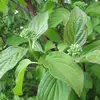 Les feuilles sont **ovale-lancéolées** et **pointues**, avec des **nervures très marquées** arquées près de la marge de la feuille.