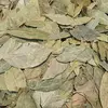 C'est une espèce très étudiée pour ses **huiles essentielles** et sa **composition volatile**, utilisées en cuisine et en médecine traditionnelle pour leurs propriétés aromatiques et thérapeutiques.