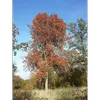 Cet arbre a une **croissance relativement lente** et peut vivre **plus d'un siècle**, voire jusqu'à **300 ans** pour les spécimens les plus anciens.