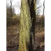 L'**écorce** de **l'Alisier torminal** est **gris-brun** et très caractéristique.