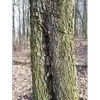 Elle est **fissurée en plaques serrées** et s'exfolie par petites écailles avec l'âge de l'arbre.