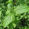 Un trait distinctif est que lorsqu'une feuille est **déchirée doucement**, des **fins filaments blanchâtres** relient les deux moitiés, ce qui aide à reconnaître l'espèce.