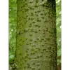 L'écorce présente aussi des **lenticelles horizontales** qui contribuent à son aspect distinctif.