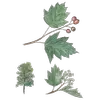 Les **feuilles** de **l'alisier torminal** sont **dentées, largement ovales** et comportent **5 à 9 lobes pointus et profonds**.
