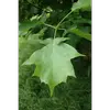 Elles sont souvent confondues avec celles de l'érable à cause de leur forme, bien qu'elles présentent des nervures distinctes qui ne se rejoignent pas à la base.
