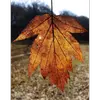 Elles sont **caduques**, et leur couleur passe du **vert foncé en été** à des teintes rouges à l'automne, grâce à la biosynthèse d'anthocyanes, une adaptation qui protège du froid et dissuade les herbivores.