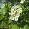 **L'alisier torminal** produit des **fleurs crème** qui apparaissent **à la fin du printemps**, de mai à juin.