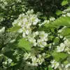 Ces fleurs hermaphrodites forment des **corymbes blanchâtres** et sont pollinisées principalement par les insectes (entomogamie).