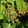Les **fruits** sont de petites **baies globuleuses** d'environ **1,5 centimètre de diamètre**.