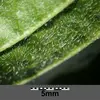 Les feuilles présentent des poils sur la face inférieure, orientés en tous sens, et ont une surface **lisse** au toucher.