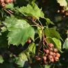 Elles changent de couleur à maturité, passant du **vert-brun à un brun ponctué de clair** en automne.