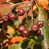 Ces fruits, appelés **"brunes alises"**, sont riches en **vitamine C** et consommés par divers animaux, notamment les oiseaux et mammifères, qui jouent un rôle crucial dans la dispersion des graines.