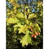 La **fructification** a lieu entre **septembre et décembre**, et les fruits deviennent comestibles à pleine maturité, surtout après les premiers gels, qui adoucissent leur saveur astringente.