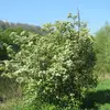 **Sorbus torminalis** est **originaire d'Europe, d'Afrique du Nord et d'Asie Mineure**.