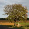 En France, il est répandu dans les forêts, particulièrement dans les **lisières et clairières**.