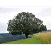 Il est particulièrement abondant en **Lorraine et en Alsace**, mais présent dans une grande partie de la France jusqu'à **1 000 mètres d'altitude**.