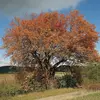 L'Alisier torminal préfère les **zones de lumière filtrée** et se développe souvent dans les **clairières ou à la lisière des forêts**.