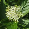 Les **fleurs** du cornouiller sanguin sont **blanches** et forment des **corymbes terminaux**.