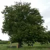 L'Alisier torminal est une espèce **entomophile** (pollinisée par les insectes) et **zoochore** (dispersion des graines par les animaux).