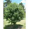 L'hybridation naturelle de **Sorbus torminalis** avec d'autres espèces de sorbiers, notamment en forêt de Fontainebleau, a donné naissance à l'Alisier de Fontainebleau (**Sorbus latifolia**), une espèce endémique bien connue depuis le XVIIIe siècle.