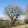 Cet arbre est souvent **rameux dès la base**, c'est-à-dire qu'il développe plusieurs troncs ou branches principales près du sol.
