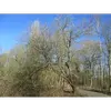 C'est un arbre à **croissance rapide** mais à **faible longévité**, avec une durée de vie typique de **50 à 60 ans**.