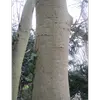 L'**écorce du tronc** de **Salix caprea** est initialement **lisse et de couleur gris-vert**, mais avec l'âge, elle devient **gris clair** et se crevasse.
