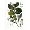 Les **feuilles** de **Salix caprea** sont plus **larges** que celles des autres saules, mesurant généralement entre **4 et 10 centimètres de long** et **3 à 6 centimètres de large**.